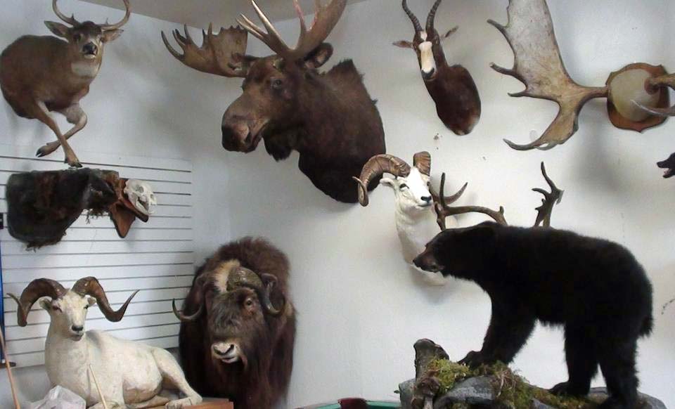 Top-Gun-Taxidermy-Alaska